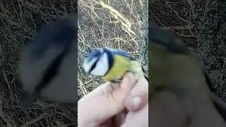 Чудесная птица