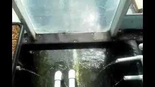Finding Nemo, A feel good Aquaponics story