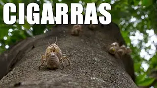 Do cicadas sing until they die? Cicada bites?