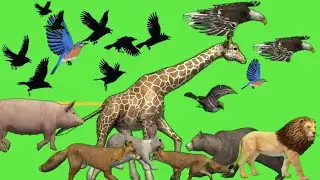 cartoon animal stampede green screen video ll all animal running green screen video ll