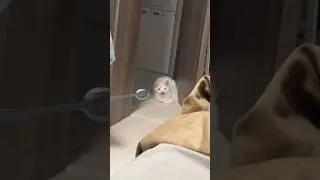 Котик в сметане 🫠 автор: angkasaahvly