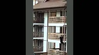 funny spiderbear climbing condo