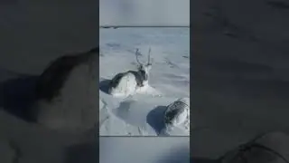 This Is Just A Shocker This Is How Deer Sleep