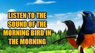 LISTEN TO THE SOUND OF THE MORNING BIRD IN THE MORNING DIRECTLY CATCH YOUR magpie