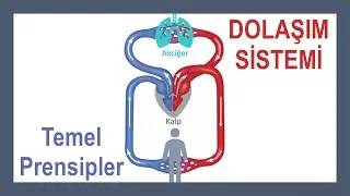 Dolaşım Sistemi