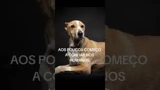 #dogphotography #cachorrodesaparecido #cachorro #podpets #pets #dog #cachorros #luto #petlover