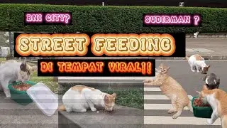 KETEMU KUCING DI TEMPAT YANG VIRAAAL? ADA YANG TAHU DI MANA? | STREET FEEDING STRAY CAT