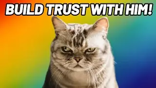 Taming Your Feline Foolproof Tips for Talking to Your Cat!