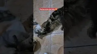 Kucing atau Ulat bulu ? uget-uget #kucing #kucinglucu #cat #catlover #funny #youtubeshorts #cute