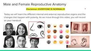 U6C1 Reproductive System