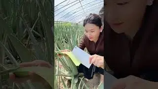 제가 가장 좋아하는 것은 알로에베라입니다! 강인한 생명력으로 인해 어떤 환경에서도 씩씩하게 자랄 수 있습니다  알로에 농촌식품