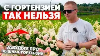 ПЫШНЫЕ ГОРТЕНЗИИ НЕЛЬЗЯ вырастить без этого (7 ошибок посадки и ухода)