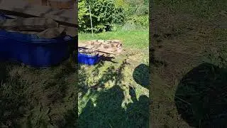 Наш язык, как языки пламя !