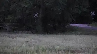 Wild Boar Hunt From 30 Minutes Ago