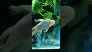 Самка. Вуаль