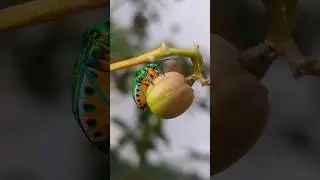 insects beauty 