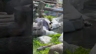 Необычная ПАНДА ходит задом наперёд Почему? #панда