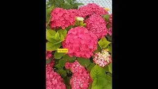 23.07.24г🌹Найкрасивейшие!!!