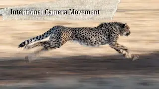 Intentional Image Blur