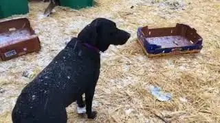Milo in the snow 1-12-18