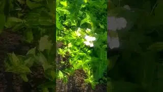 наш двор. новый день 😍🏵