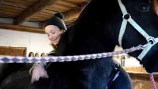 Wester Фризский жеребец.