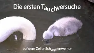 Zeller Schwanenweiher - erste Tauchversuche