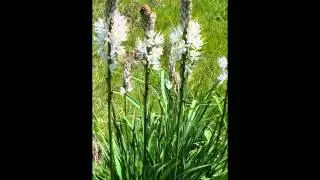 АСФОДЕЛЮС  АСФОДЕЛЬ  (ASPHODELUS)  сем. Асфоделивые