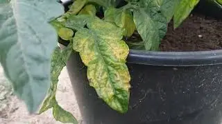 Spots on tomato leaves!!! A difficult season. How to grow multiflora plants