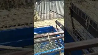 #козы