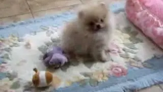 Tiny Pomeranian Cream sable for sale