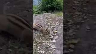 Бурундук
