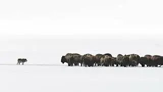 Stick Together | Epic Music | Orchestral Composition by B.Manuel