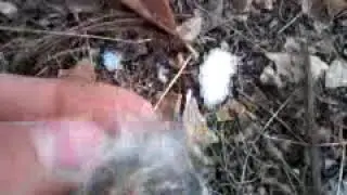 Петля на зайца ( Как делать не надо)