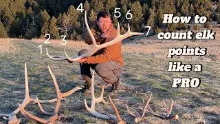 How to count the points of an elk antler