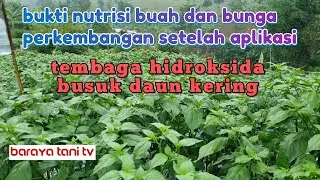 APLIKASI FUNGISIDA BUSUK DAUN CABE DAN PERANGSANG BUNGA DAN BUAH CABE TERBUKTI AMPUH CABE ORI 212