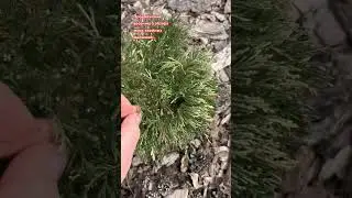 Хвойные растения-моя любовь! А весной, с новыми приростами, это просто Волшебство природы!