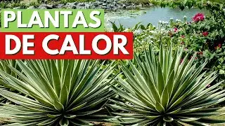 PLANTAS QUE AGUENTAM O CALOR! AS ESPÉCIES MAIS TOLERANTES ÀS ALTAS TEMPERATURAS! CANAL MEU QUINTAL