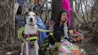 Is Trump Driving Therapy Dogs To Need Therapy Dogs?