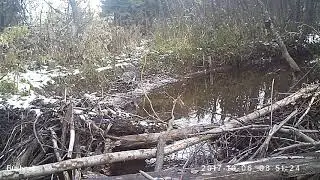Глухарь 06 10 17