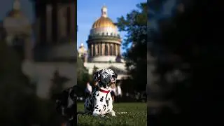 Встретил далматинца с разноцветными глашами ♥️