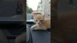 #cat #котки #бездомные #cпасенныйкотенок #кронштадт #спаслижизнь