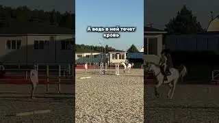 #horse