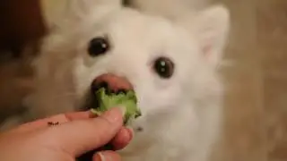 Do dogs eat lettuce?