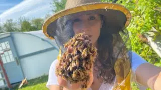 Gentle Honey Bee Swarm Catch | Bare Hands |