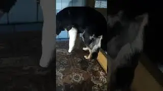 Милка освоилась.