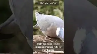 did you know male pigeons produce milk 🤯😨#youtubeshorts #mindblowingfacts
