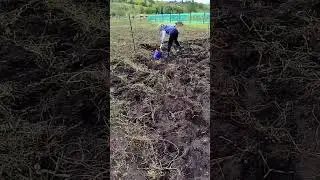 Время картофана