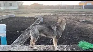 Засыпали септик и фундамент землей, комплект бруса и досок для деревянного дома