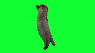 green screen cute little cat dancing